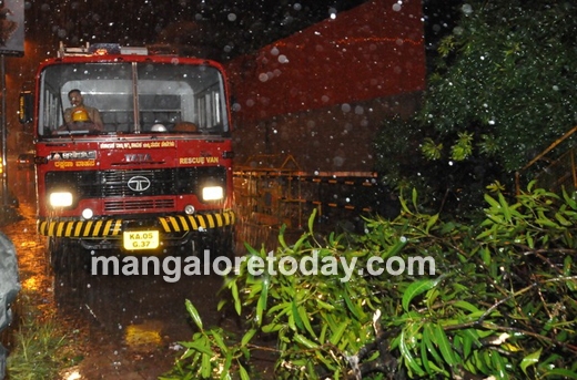 mangalore tree